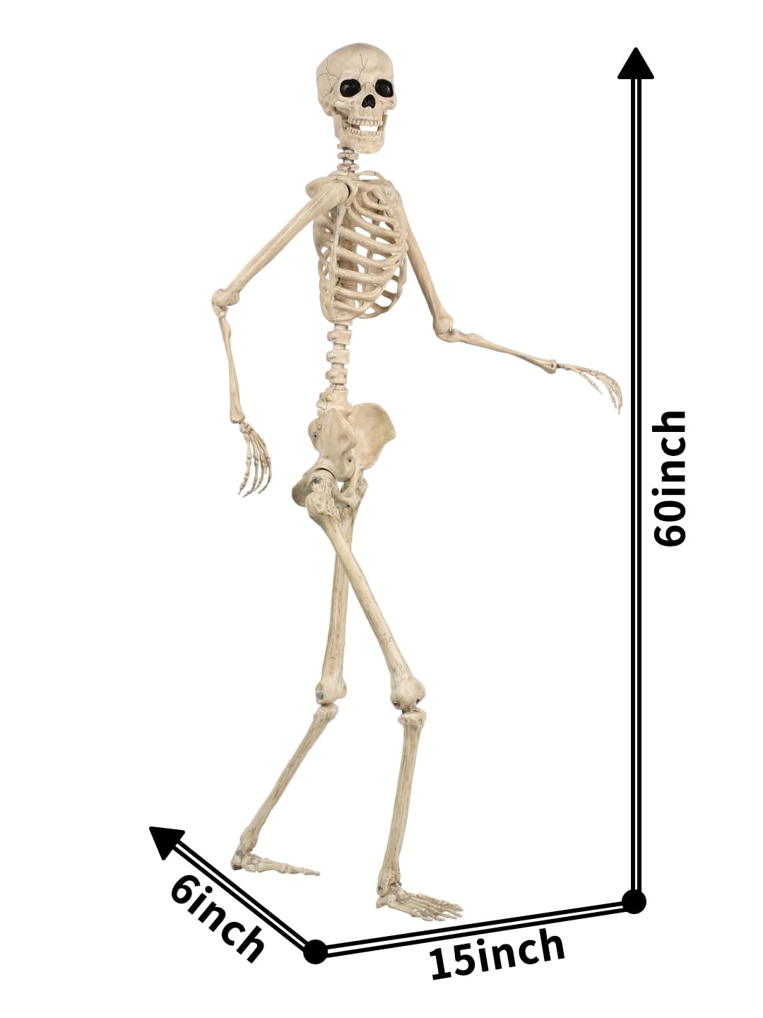 Life Size Posable Skeleton with Movable Joints O701