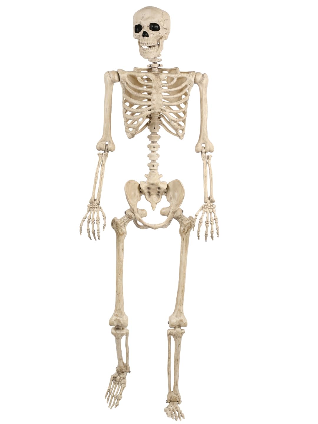 Life Size Posable Skeleton with Movable Joints O701