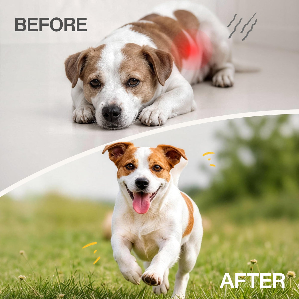 Dewormer for Dogs 50 g O1758