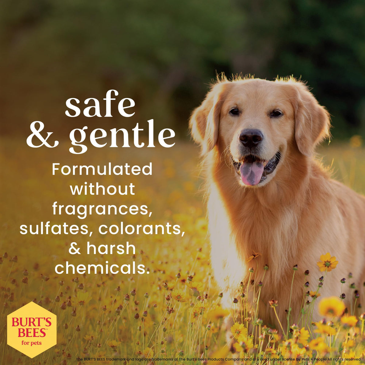 Oatmeal Dog Shampoo with Honey, Unscented, 16 Fl Oz W44901